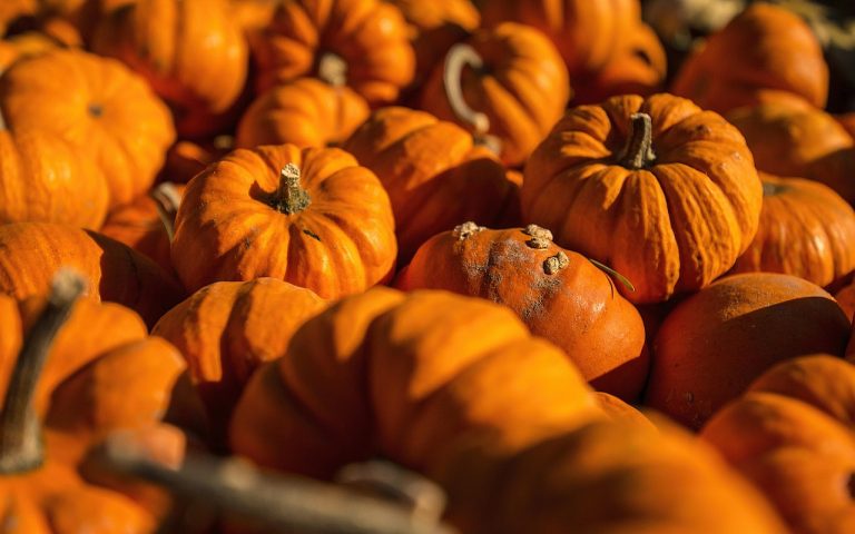 vegetables, pumpkin, 4k wallpaper, 4k wallpaper 1920x1080, pumpkins, pumpkin carving, round, background, free wallpaper, decorative, vacations, closeup, free background, season, nature, fall, hd wallpaper, orange, cool backgrounds, healthy, raw, desktop backgrounds, meal, to carve, wallpaper hd, edible, harvest, beautiful wallpaper, lots, windows wallpaper, halloween background, full hd wallpaper, halloween, wallpaper 4k, mac wallpaper, laptop wallpaper, autumn festival